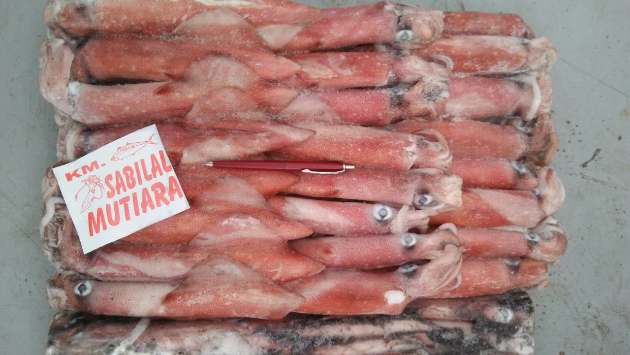 Mực oongss cấp đông trên biển - Size lớn - Loligo Squid